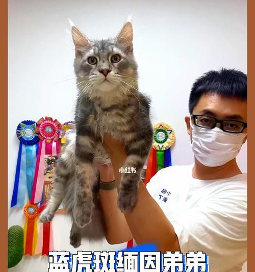 《猫之城暴走炮手》